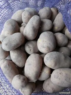 Картофель вега описание сорта отзывы вкусовые качества