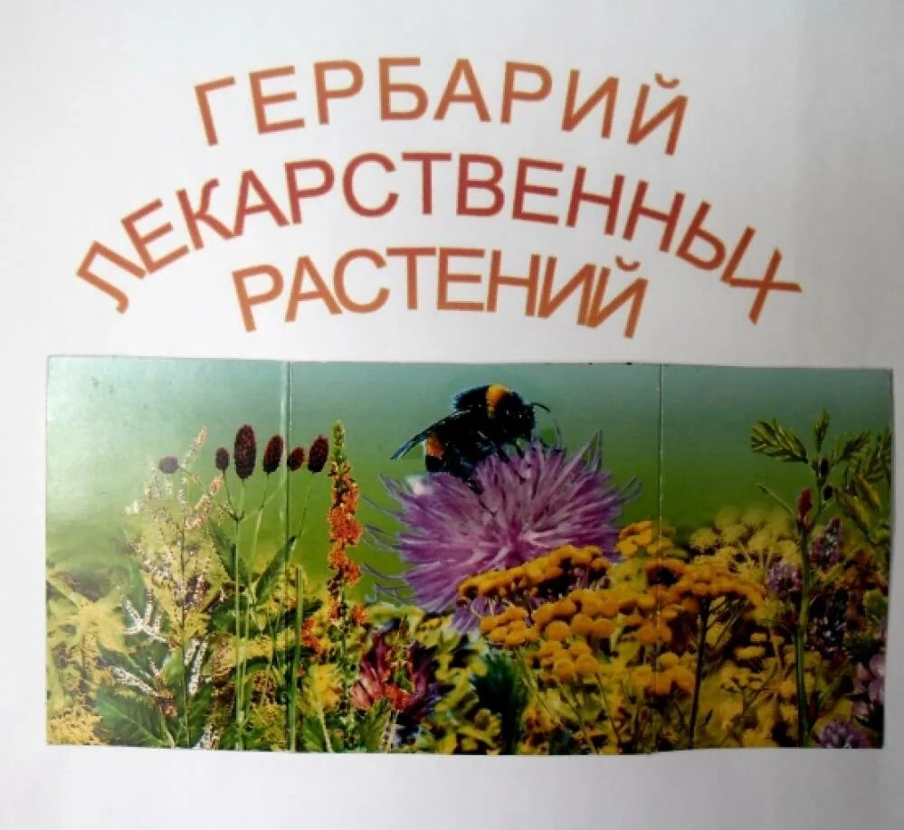 Гербарий лекарственных растений титульный лист. Лекарственные растения в ДОУ. Гербарий из лекарственных растений для дошкольников. Лекарственные травы в детском саду.