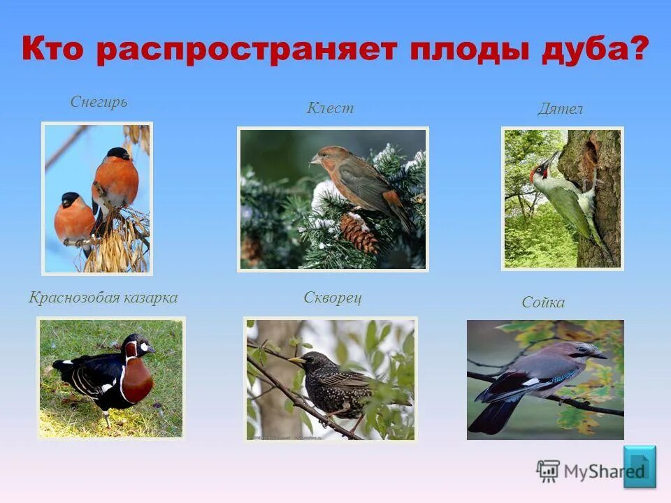 Плоды распространяемые птицами
