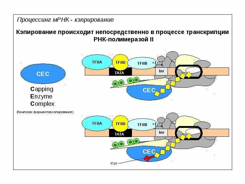 Процесс образования мрнк. Процессинг матричной рнк. процессинг транскрипция. процессинг биология. процессинг пре-мрнк.
