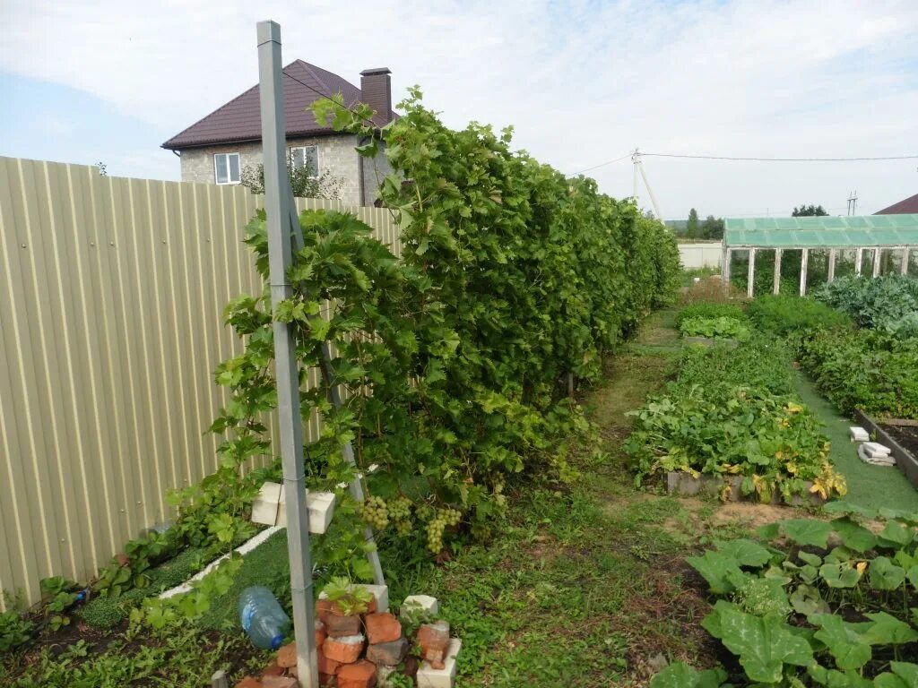 Где посадить виноград. Виноградник на даче. Виноград на заборе. Виноградник вдоль забора. Виноградник на заборе.