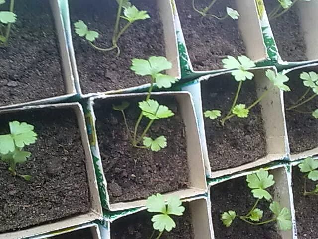 Пикировка сельдерея корневого. Пикировка цинии. Пикировка сельдерея корневого. Всходы сельдерея черешкового. Корневой сельдерей пикировка рассады.