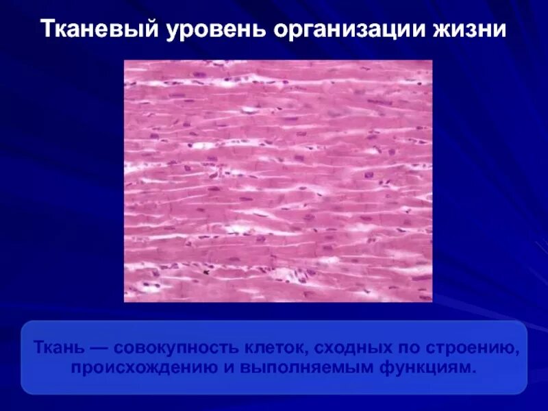 Тканевый уровень примеры. Тканевый уровень организации. тканевый уровень организации жизни. тканевый уровень жизни. тканевый уровень это в биологии.