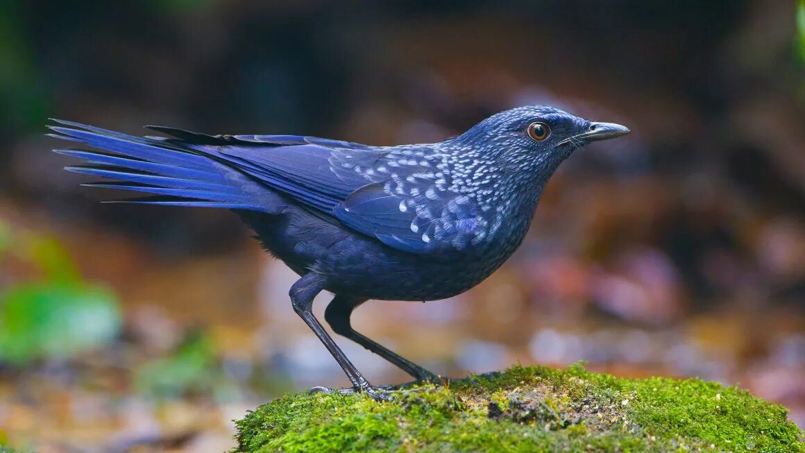 Лиловый дрозд (myophonus caeruleus). Дрозд аджир. Синяя птица (myophonus caeruleus). Синий дрозд аджир. Синяя птица памира и тянь шаня.