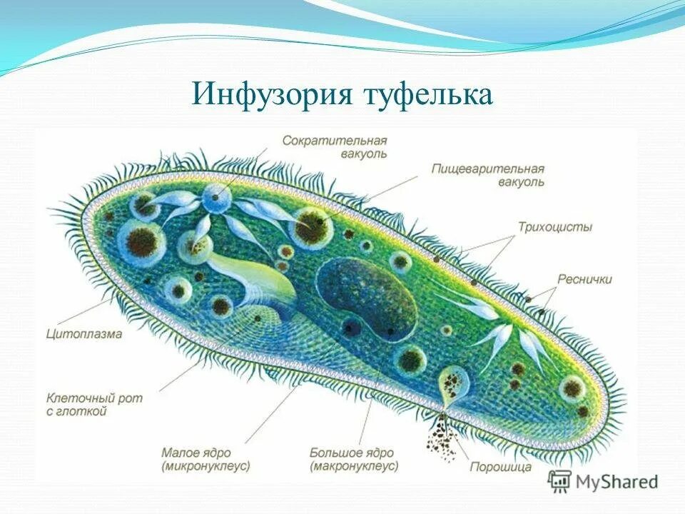 Строение типа простейшие. Органоиды инфузория туфелька. инфузория туфелька строение. строение инфузории туфельки 7. одноклеточные организмы инфузория туфелька.