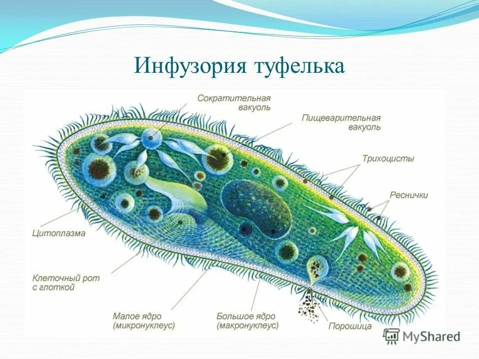 Строение типа простейшие. Органоиды инфузория туфелька. Инфузория туфелька строение. Строение инфузории туфельки 7. Одноклеточные организмы инфузория туфелька.