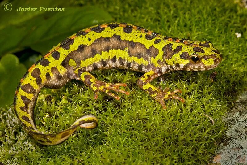 Мраморный Тритон. Карликовый мраморный Тритон. Тритонов Triturus marmoratus. Тритон рептилия.