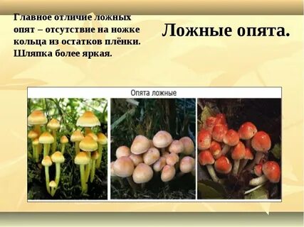 Как распознать ложный