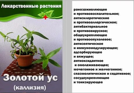 Золотой ус целебные свойства