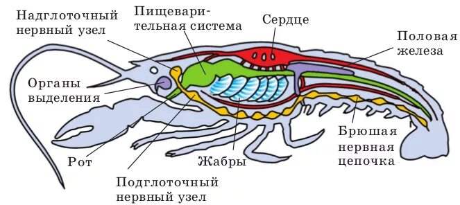 Каким органом дышит речной рак. Внутреннее строение ракообразных. Пищеварительная система членистоногих схема. Пищеварительная система ракообразных схема. Внутреннее строение ракообразных схема.