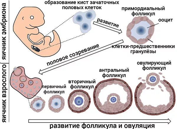 Что образуется в яичниках. Схема развития овариального фолликула. Схема развития фолликулов яичника. Эмбриогенез фолликулов. Фолликулы яичника схема.