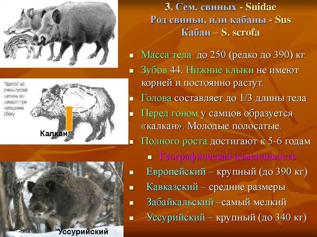 Кабан класс животных. Европейский дикий кабан sus scrofa ferus. классификация кабана. кабан род. характер дикого кабана.