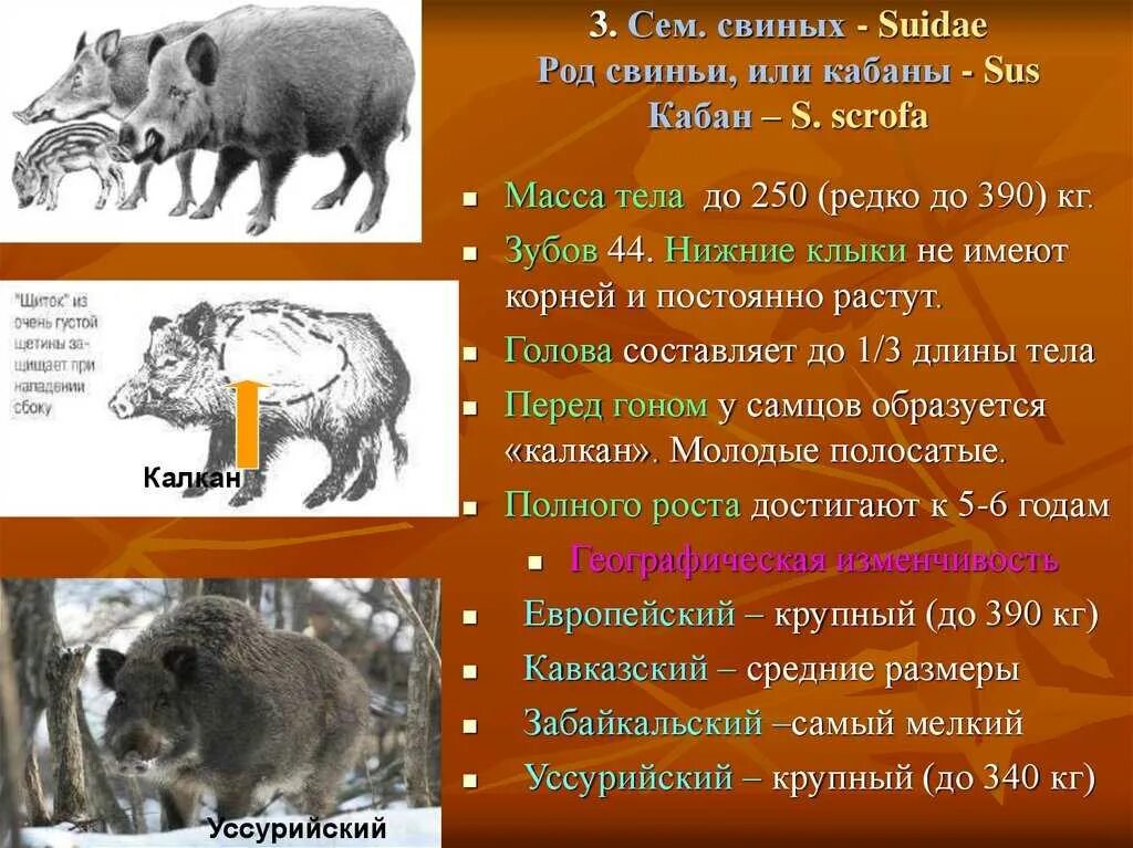 Европейский дикий кабан sus scrofa Ferus. Классификация кабана. Кабан род. Характер дикого кабана. Кабан класс животных