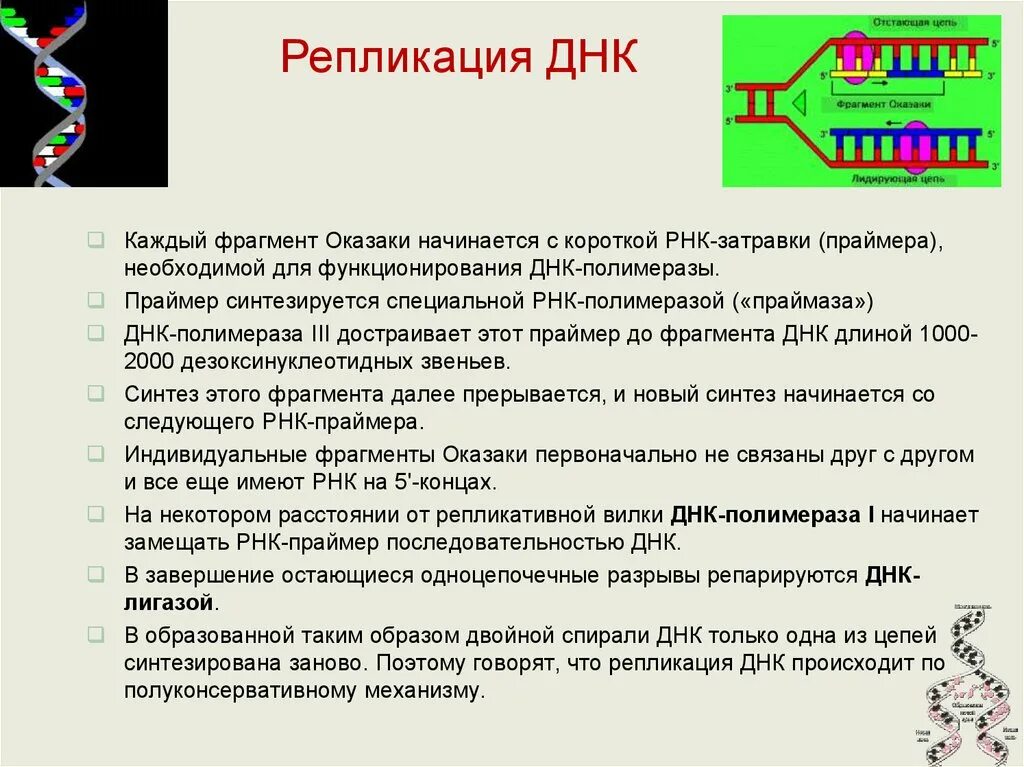 РНК-полимераза функции Синтез праймеров. РНК полимераза в репликации ДНК. Репликация РНК Праймеры. РНК праймер в репликации ДНК.