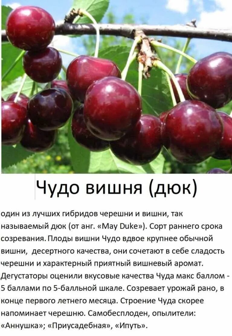 Черевишня описание сорта отзывы - CormanStroy.ru