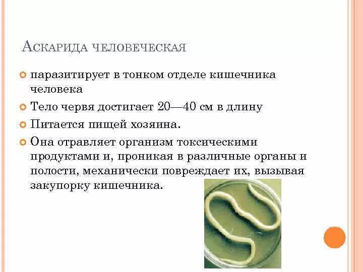 Передаются ли аскариды от человека к человеку. Аскариды паразитируют в толстом кишечнике. Глисты в тонком кишечнике. Гельминт, паразитирующий в тонком кишечнике. Черви и глисты в толстом кишечнике.