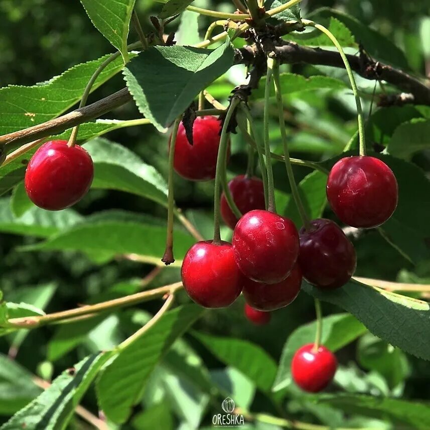 Какая вишня крупная и сладкая. Вишня обыкновенная Cerasus vulgaris. Prunus Cerasus вишня обыкновенная. Вишня обыкновенная Лебедянская. Вишня Булатниковская.