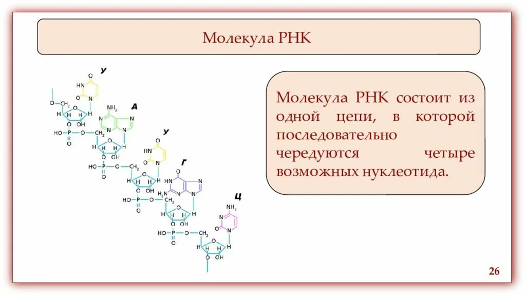 Каталитическая рнк. Молекулярная структура РНК. Молекулярное строение РНК. Схема строения молекулы РНК. РНК структура молекулы РНК.