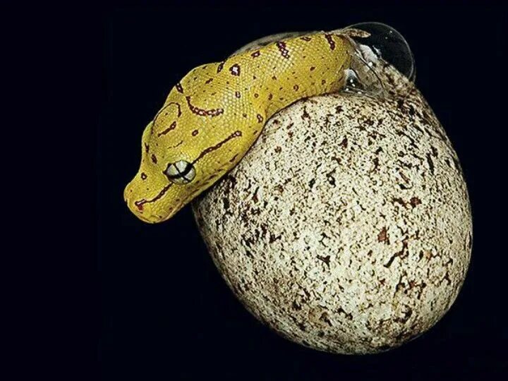 Python egg