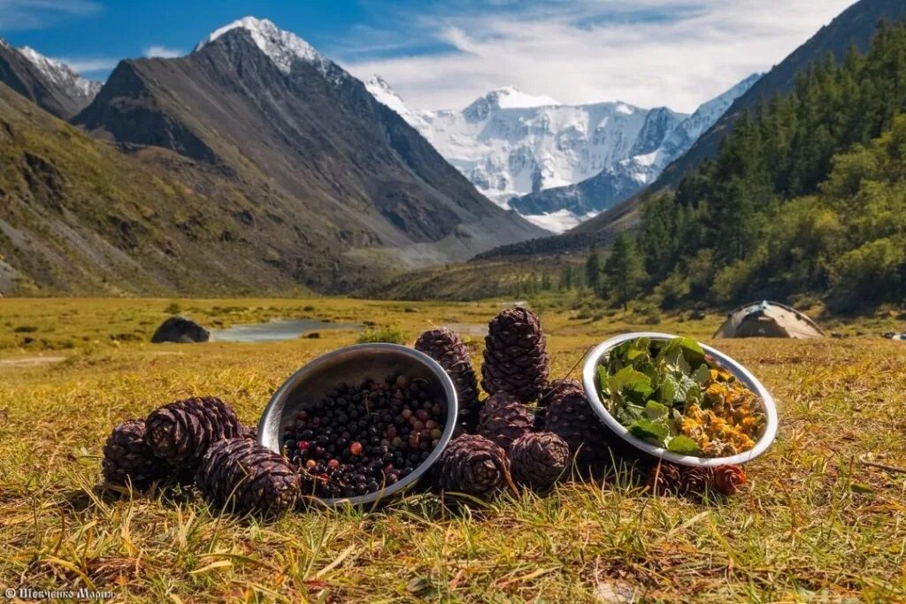 Горный Алтай Эстетика. Аккурум Алтай. Горный Алтай август. Орех горный Алтай.