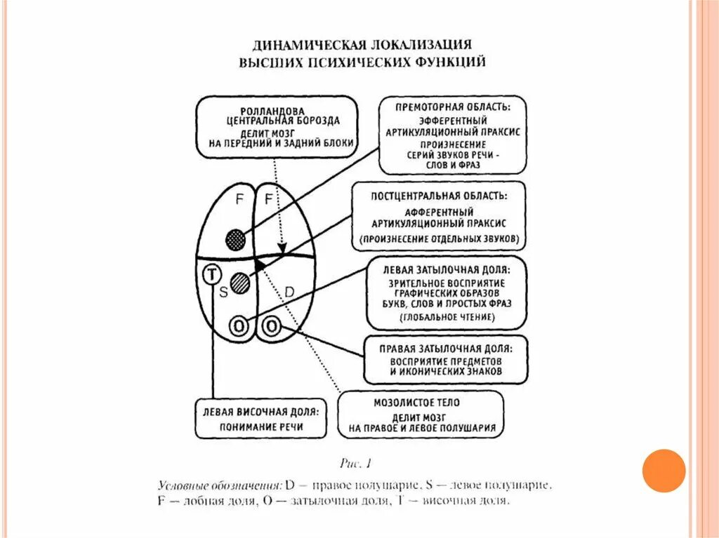 Теория системной динамической локализации ВПФ схема. Динамическая локализация высших психических функций таблица. Теория системной динамической локализации высших психических схема. Динамическая локализация выше психических функций. Локализация психических функций в мозге