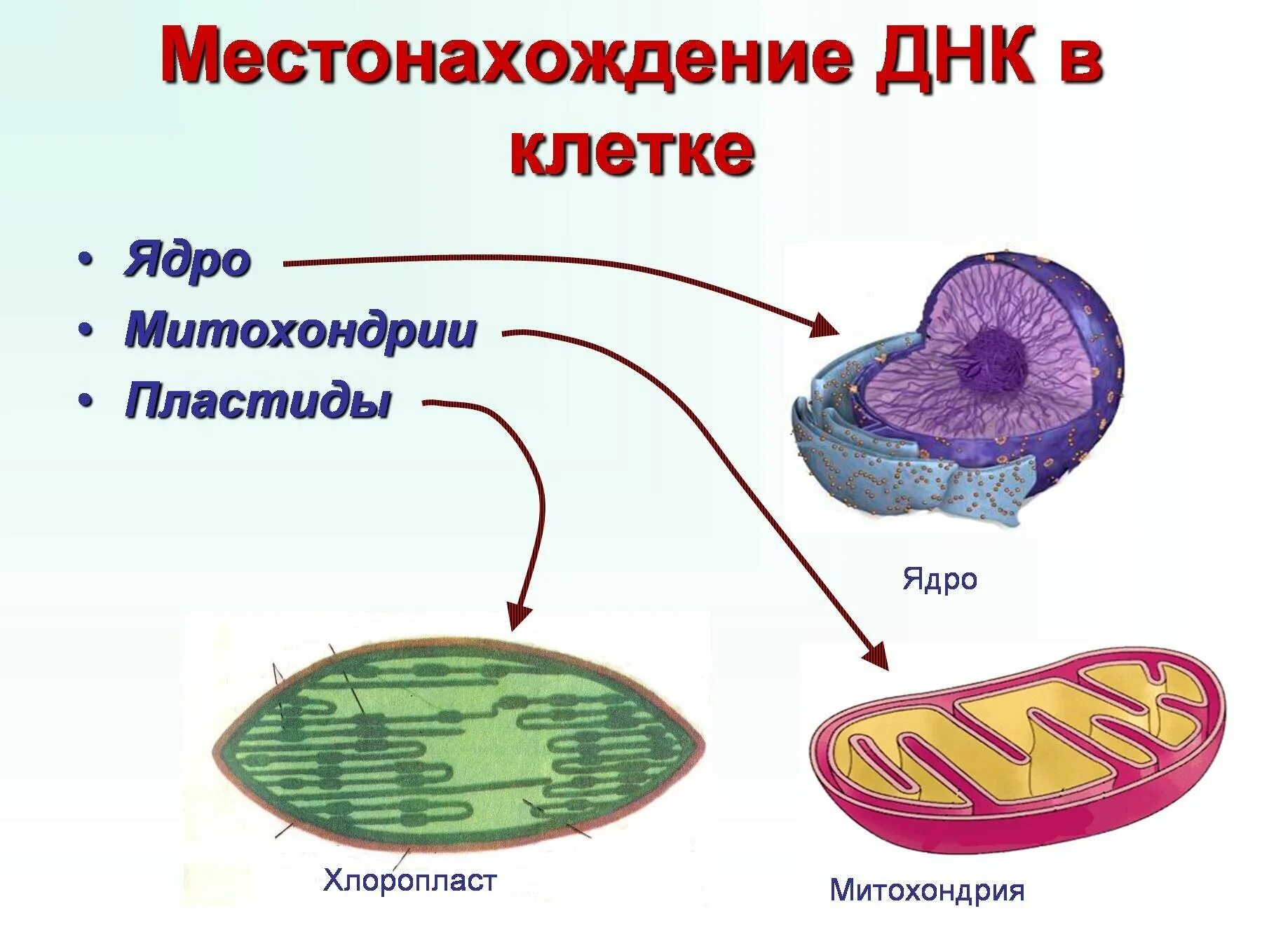 Местоположение клетки