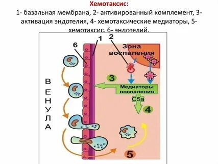 Хемотаксис это