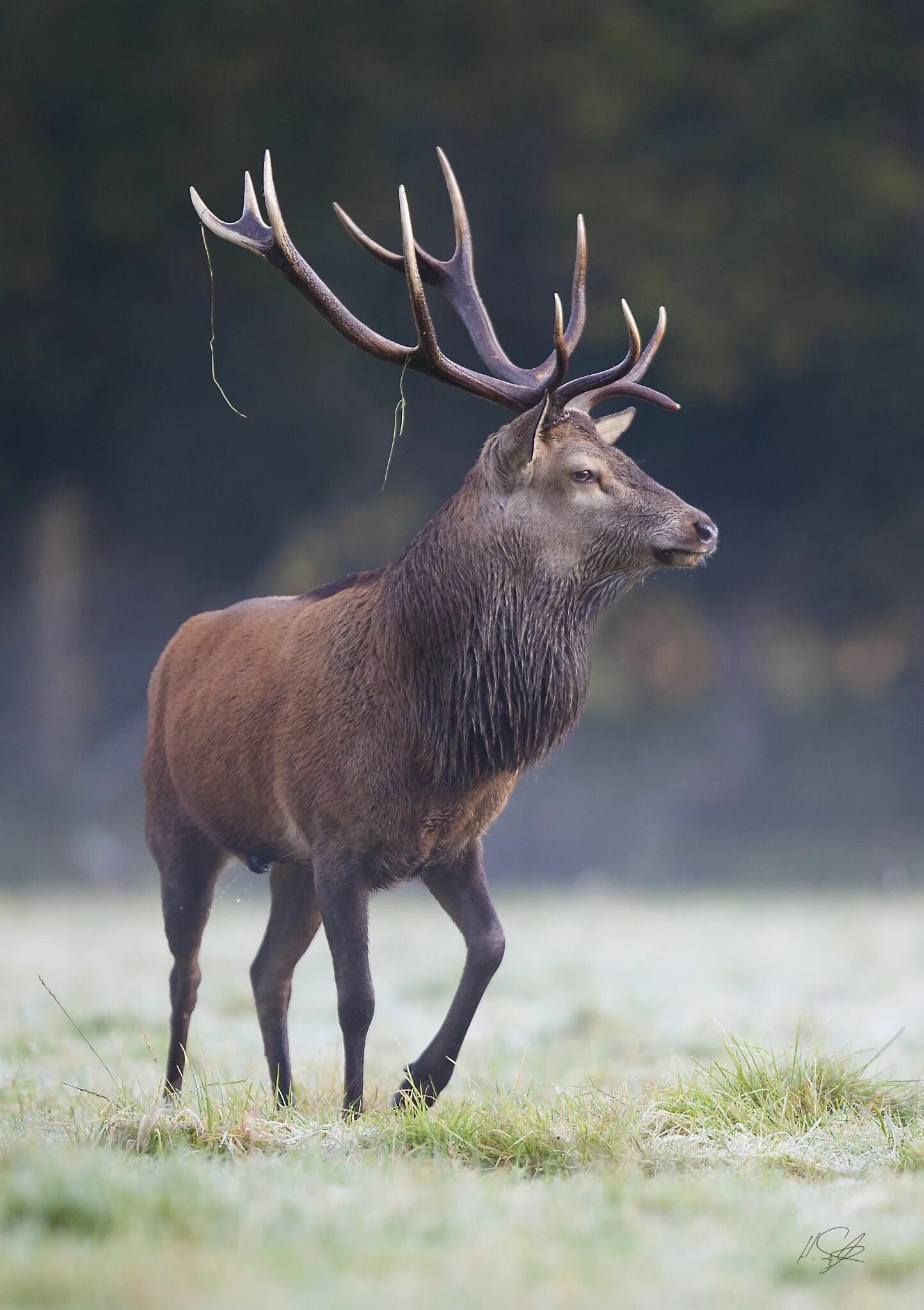 Фото олен. Благородный олень изюбрь. Марал и изюбрь. Благородный олень (Cervus elaphus). Изюбр благородный олень.