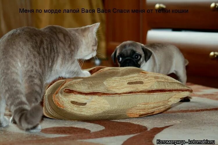 кому ты по морде хотел дать картинки. если тебя оскорбляют. смешные демотиваторы на злобу дня. анекдот про морду. коты юмор.