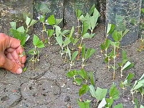 Кампсис черенки. Флокс метельчатый черенкование. Черенкуем флоксы. Розы корневин черенки. Укоренение черенков сирени.