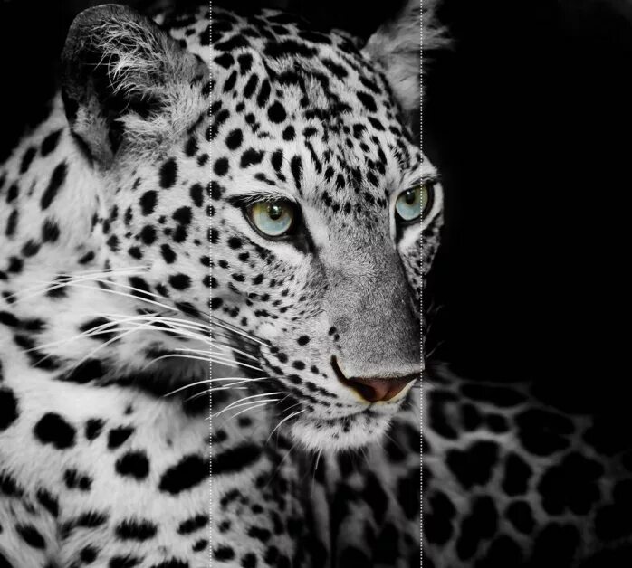 Рысь оскал. Леопард морда. Хищный взгляд. Пума и львица. Гепард и леопард морды.