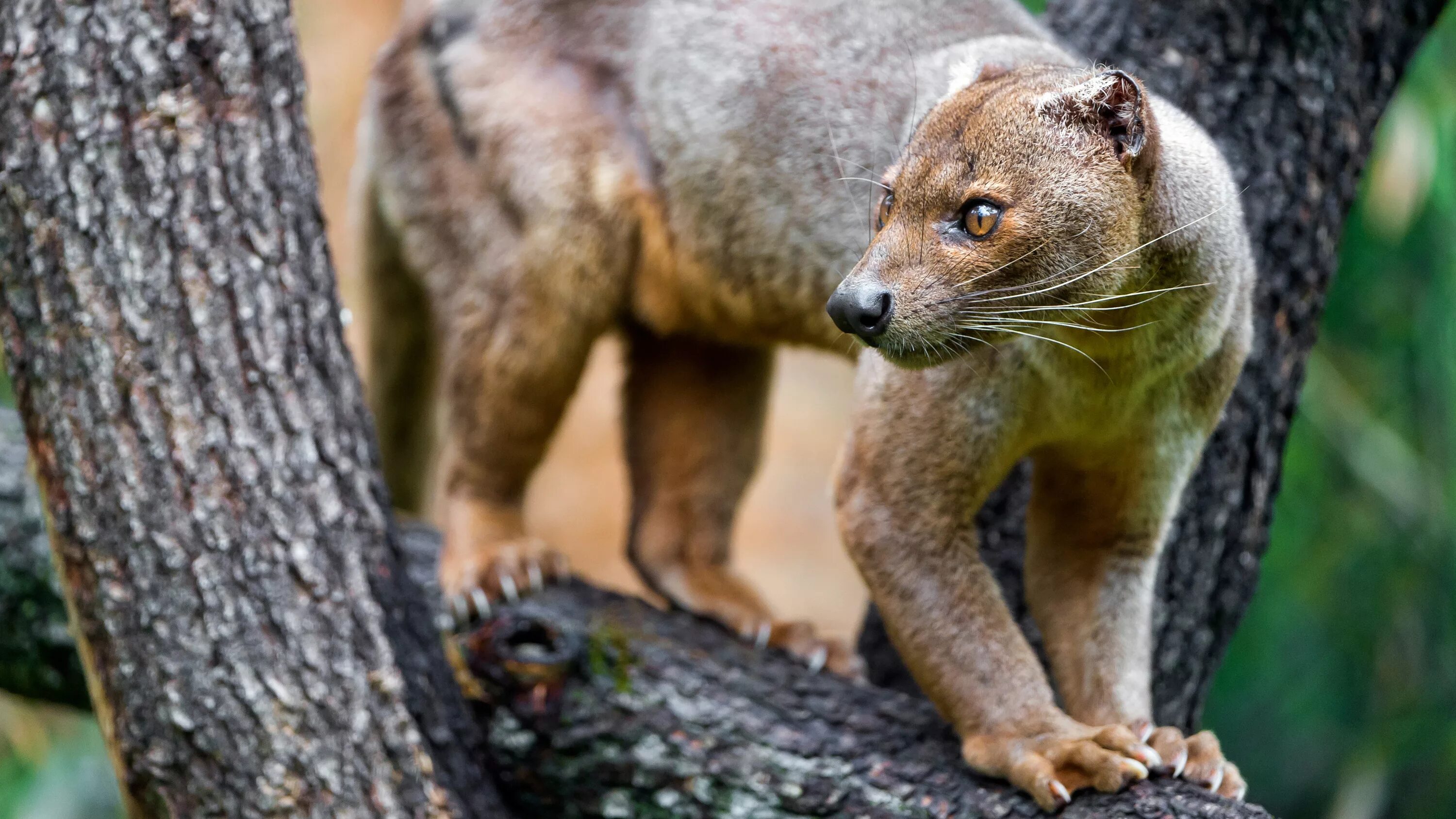 Animal 1 животное. Мадагаскарский хищник Фосса. Фосса(мадагаскарский Лев). Мадагаскарские виверры. Фосса Мадагаскар.