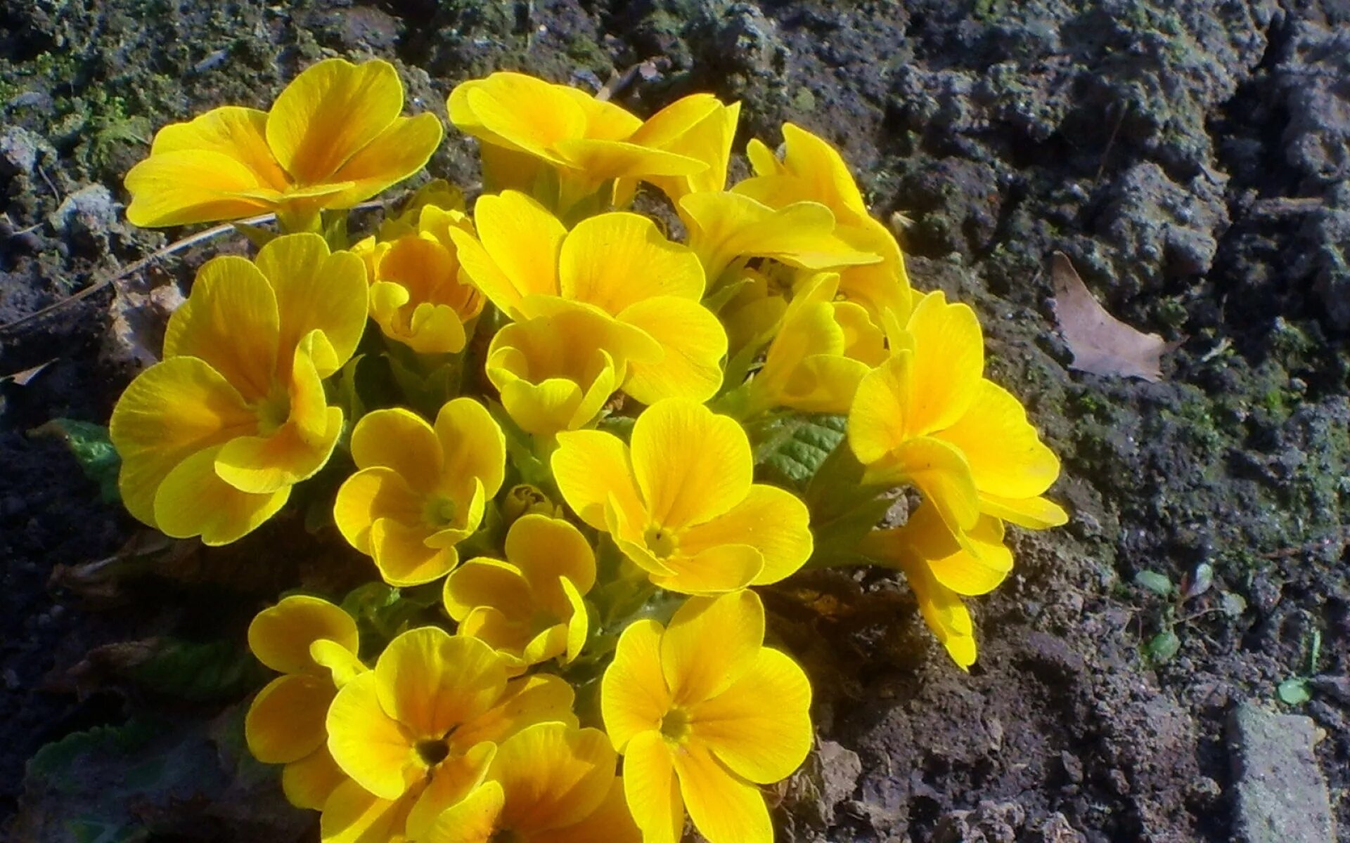 Как называются первые желтые цветы. Примула Лесная желтая. Примула желтая первоцвет. Шафран цветок желтый. Примула оранжевая aurantiaca.