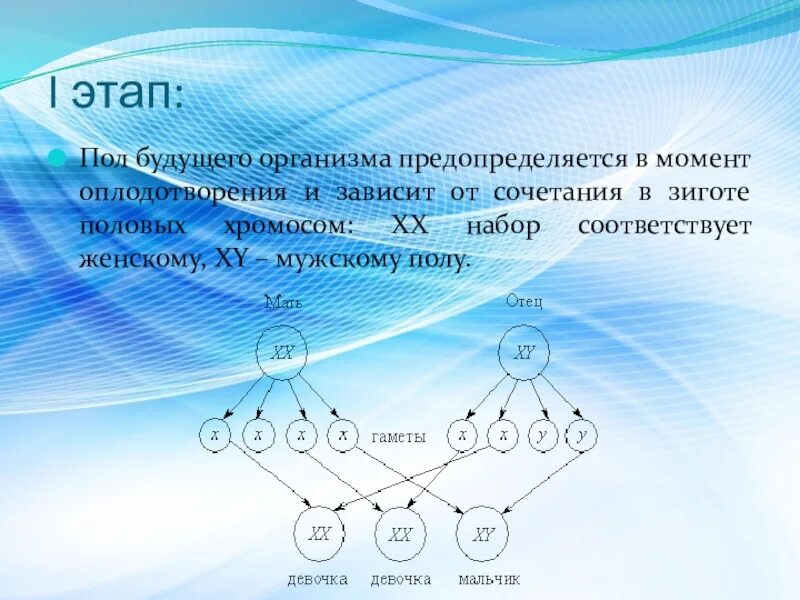 От каких хромосом зависит пол