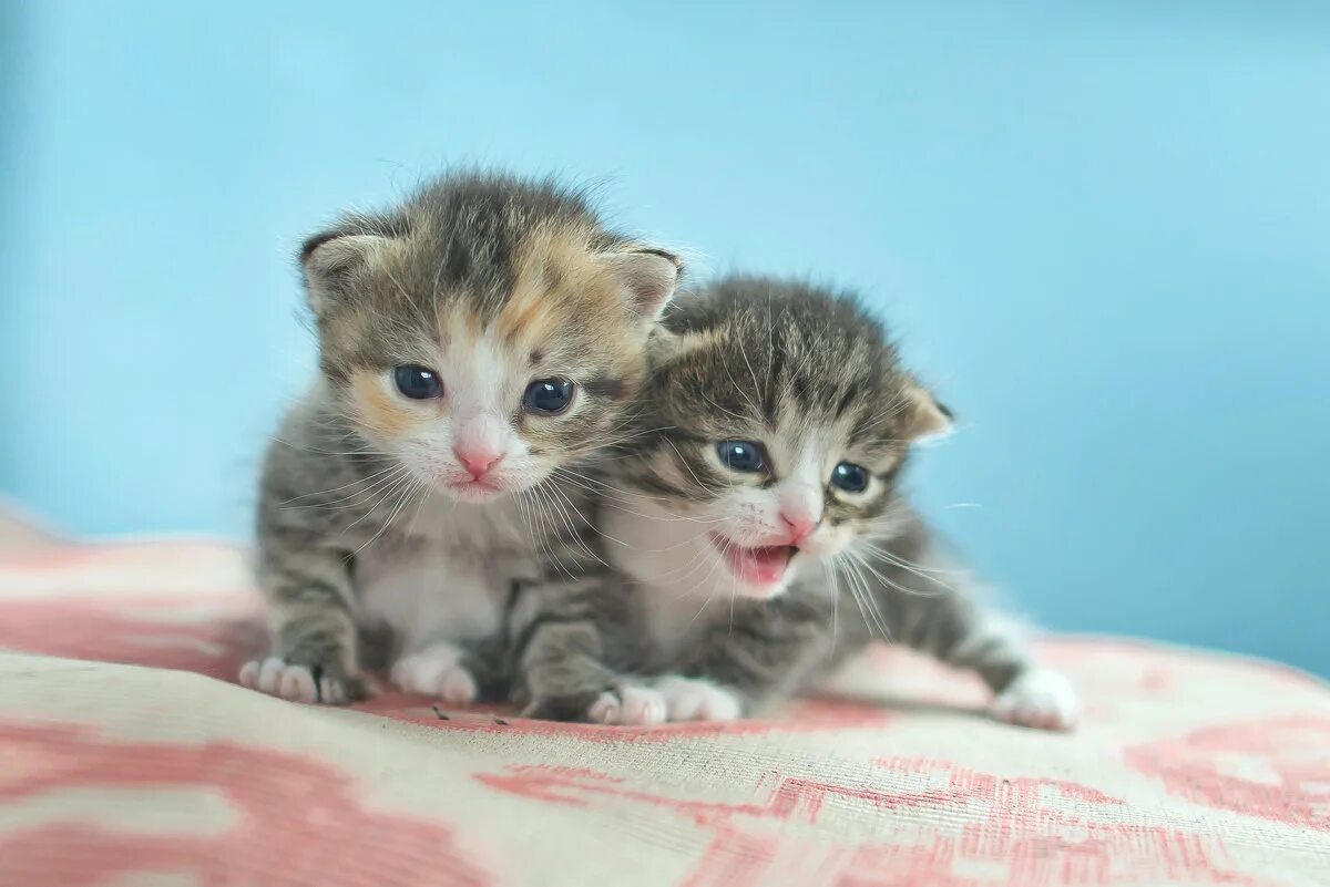 ролики с котятами смешные для детей. котенок собирается. видео про котят. видео котят настоящих. маленький котенок.