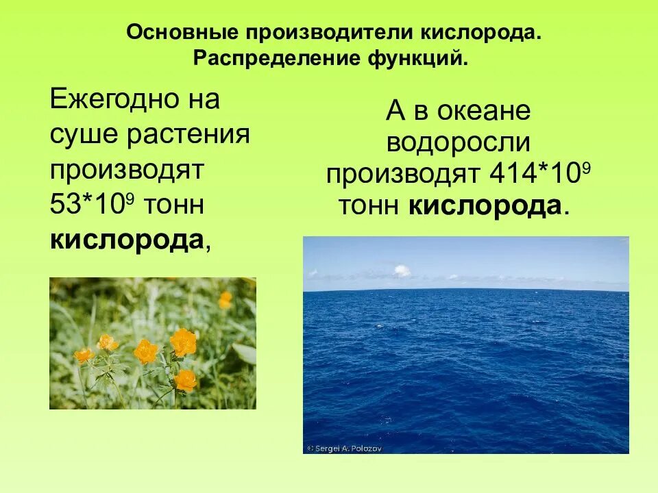 Водоросли выделяют углекислый газ. Основные производители кислорода. Выделение у водорослей. Водоросли вырабатывают кислород. Растения производят кис.