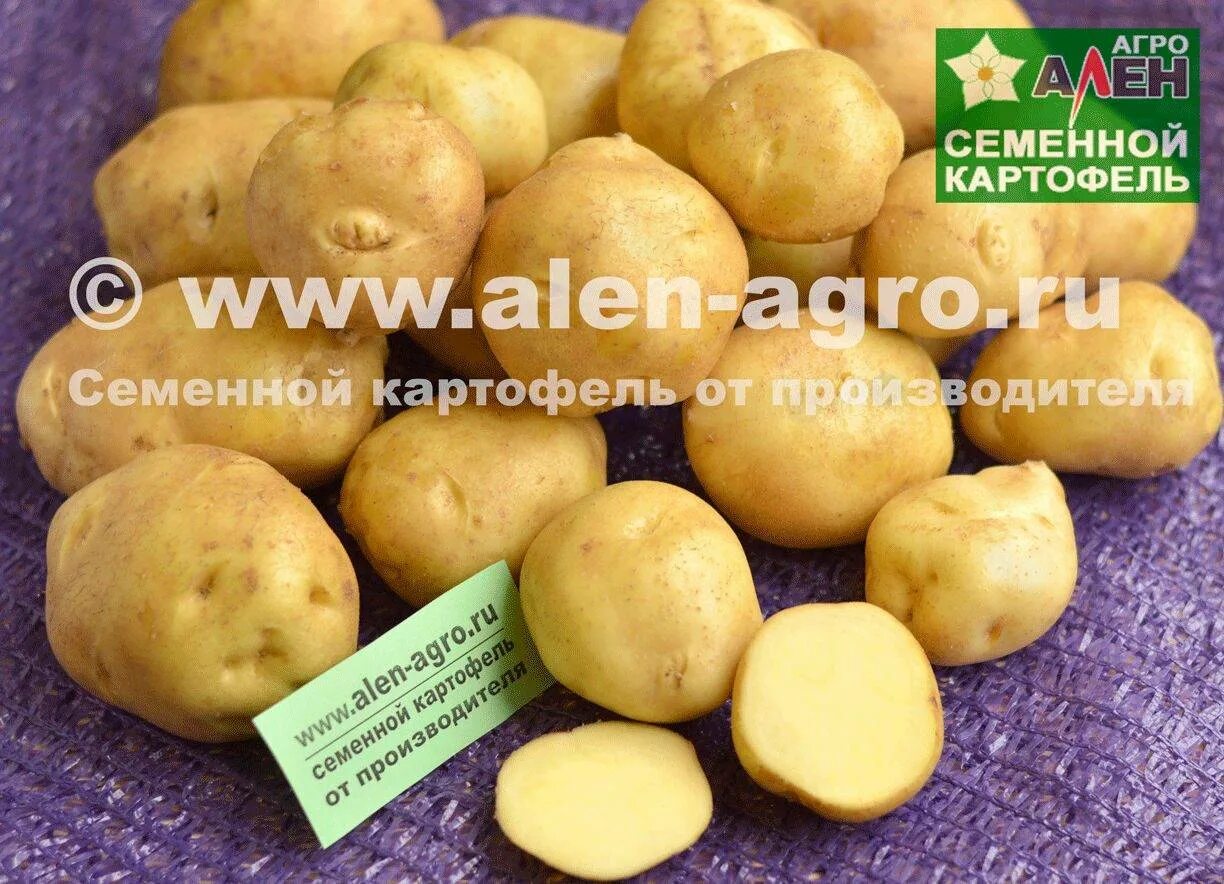 Картофель Голубизна: описание сорта, фото, отзывы