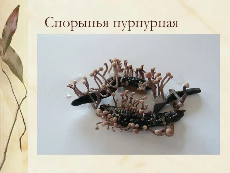 Спорынья группа грибов. Гриб Claviceps purpurea. Claviceps purpurea – спорынья пурпурная. Спорынья гриб паразит. Строма спорыньи.