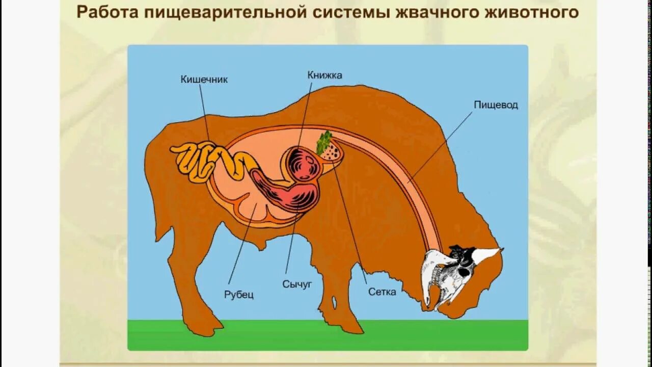 Пищеварительная система жвачных млекопитающих. Отделы пищеварительной системы жвачных млекопитающих. строение пищеварительной системы жвачных животных. пищеварительная система коровы анатомия. пищеварительная система млекопитающих жвачных животных.