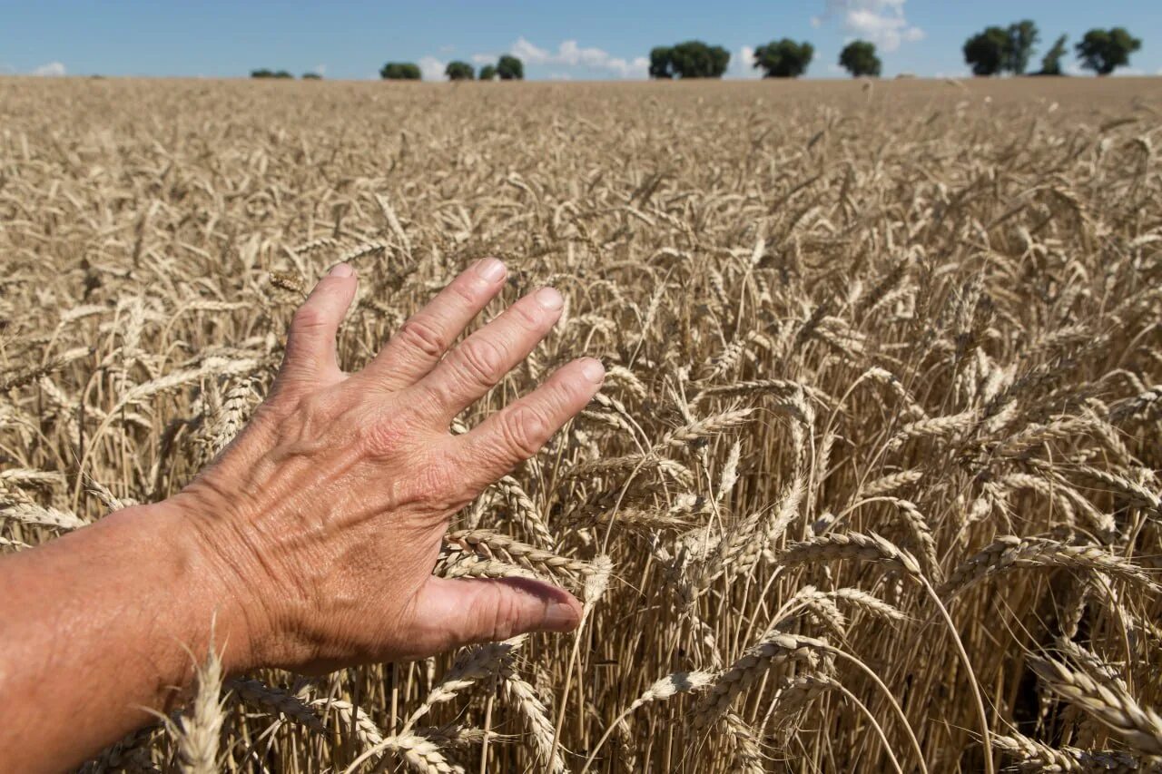1 5 млн тонн. Зерно в мире. Пшеница в Казахстане. Россия пшеница. Алтайский край зерно.