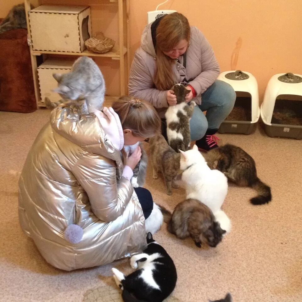 Помощь животным оренбург. Приют для кошек. Приют для животных кошки. Волонтёры в приюте для кошек. Волонтеры в кошачьих приютах.