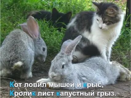 Мышей кроликам