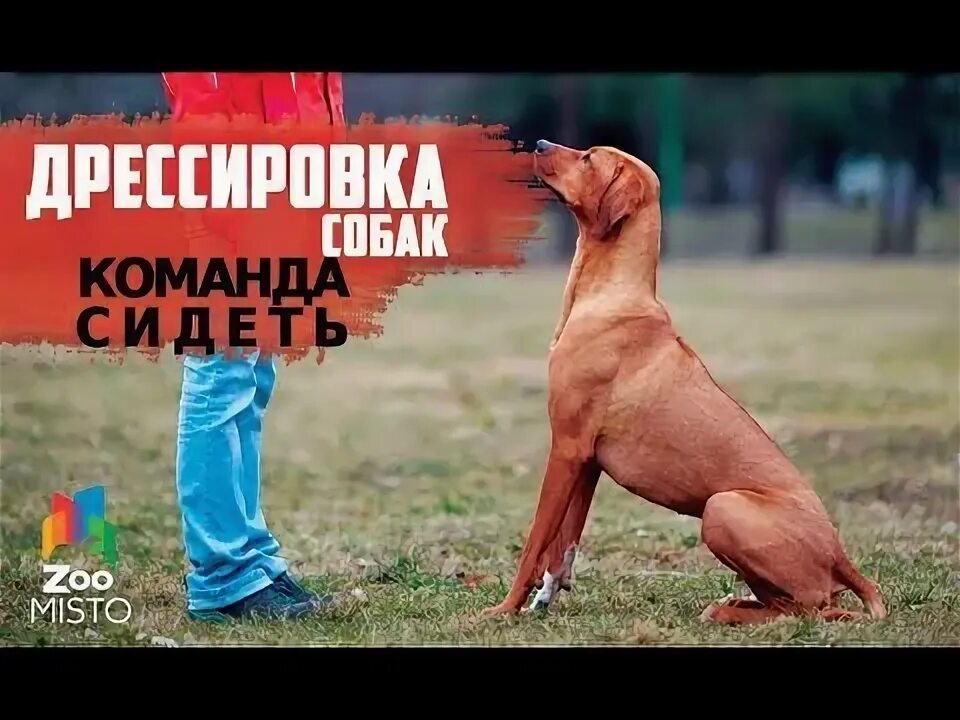Как обучить команду сидеть. Как обучить команду сидеть