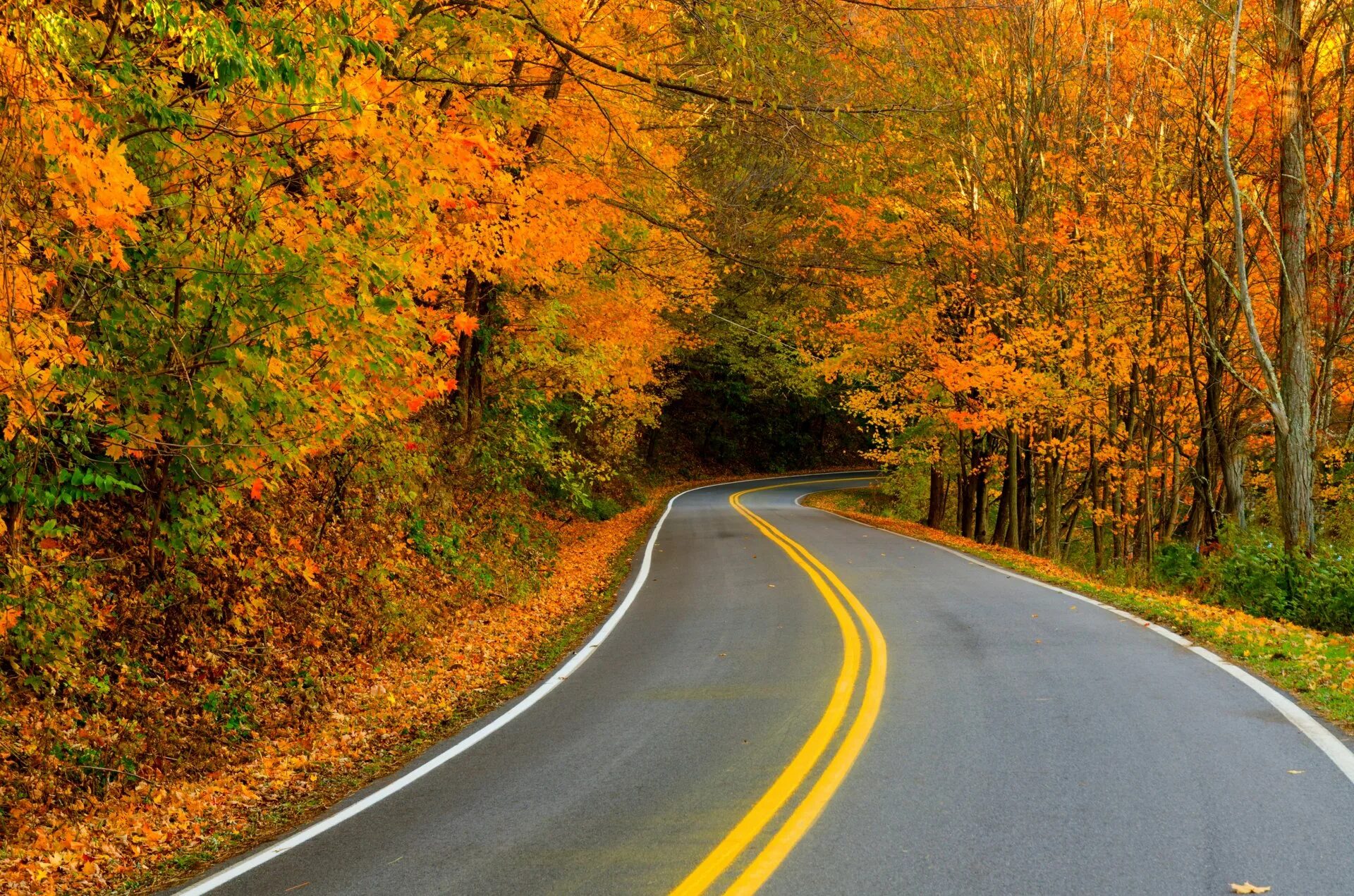 Осенняя дорога. Дорога в осень. Осенняя дорога в лесу. Красивые дороги.