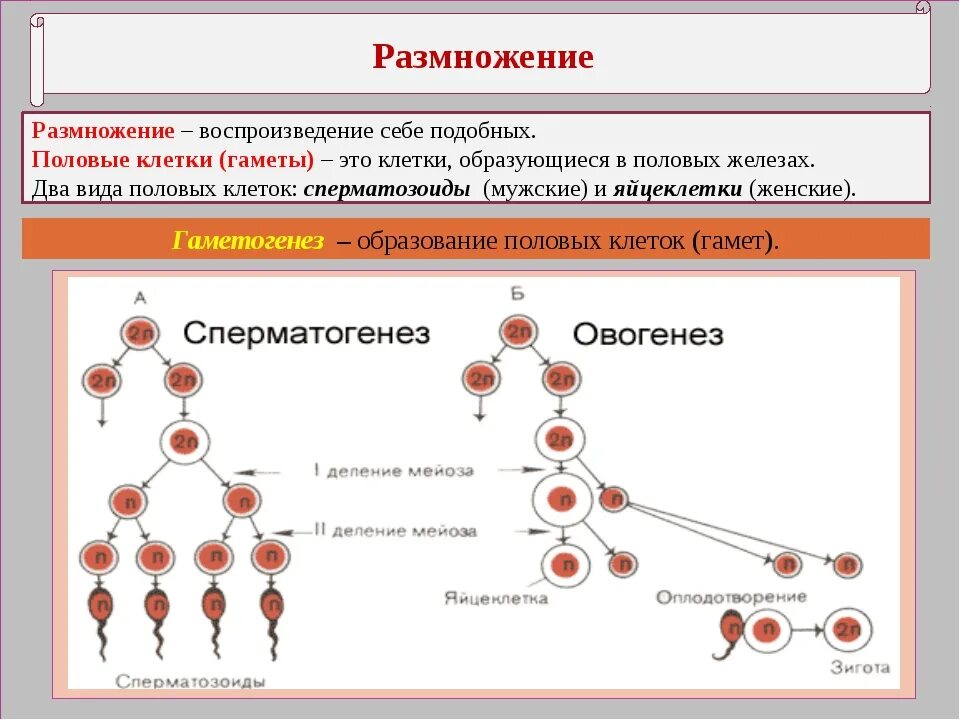 Размножение 2 способами людей