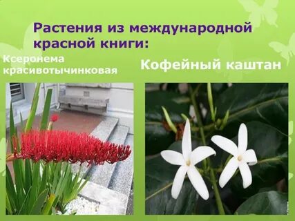 Растения международной красной книги