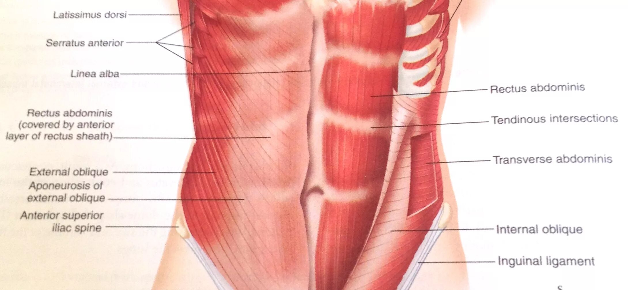 Прямая мышца живота у женщин. Obliquus externus abdominis. Мышцы живота. Мышцы живота у женщин анатомия. Косые мышцы живота у женщин анатомия.