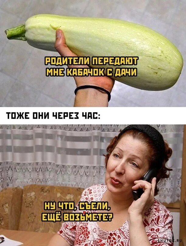 Шутки про кабачки. Смешной кабачок. Смешные картинки про кабачки с надписями прикольные. Смешные картинки про кабачки с надписями прикольные. Одинокий кабачок.