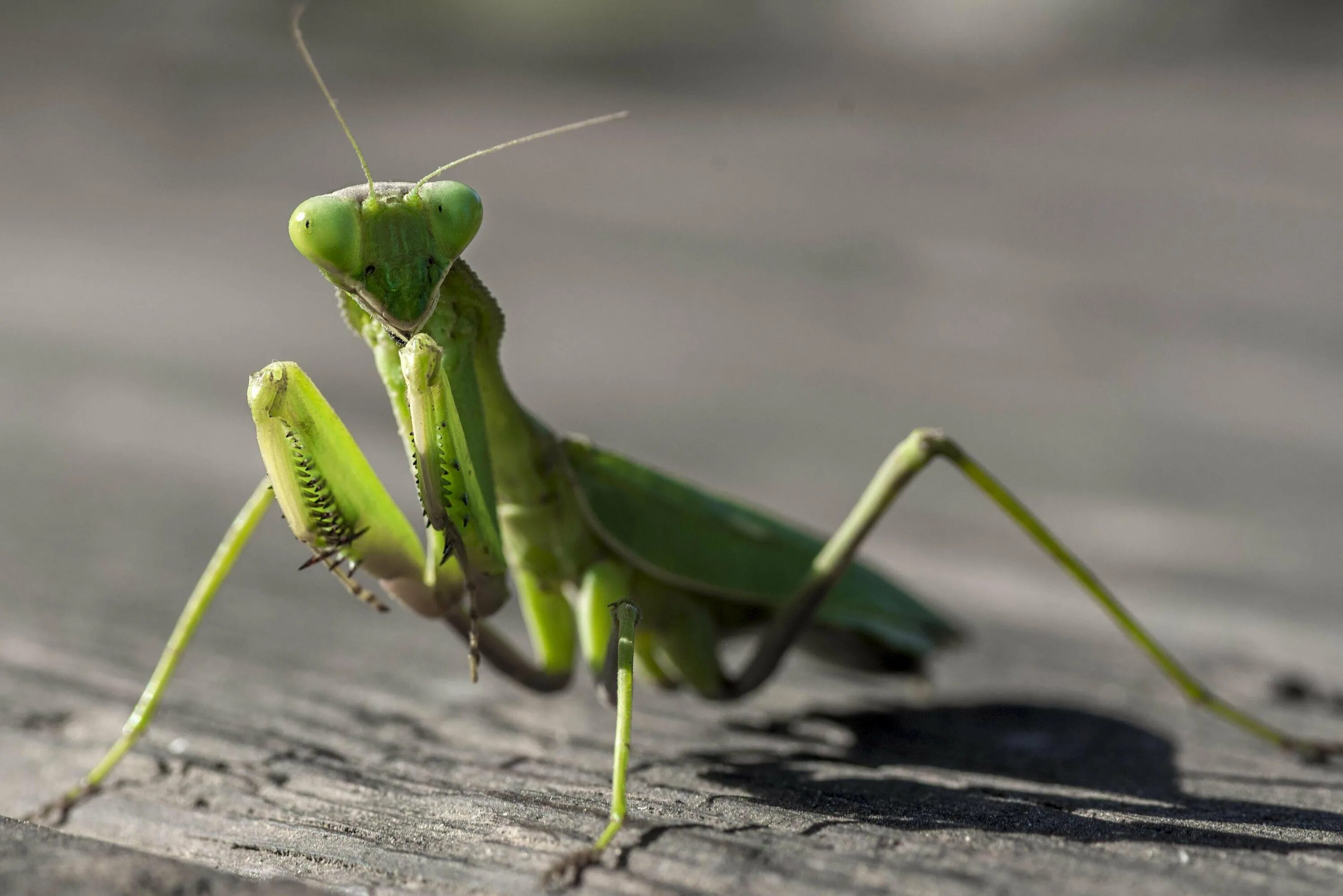 Земляной богомол (Geomantis Larvoides). Богомол насекомое Крымский. Отряд Богомоловые (Mantoptera). Богомол зеленый.