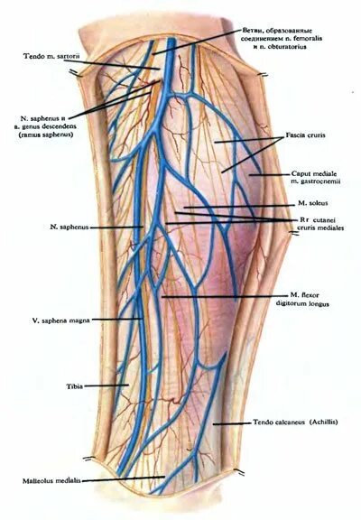 Анатомия голени сосуды и нервы. Поверхностные сосуды и нервы передней области голени. Сосуды голени топографическая анатомия. Подколенная артерия анатомия.